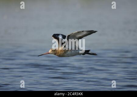 Schwarzschwanz-Godwit, Limosa limosa, alleinerziehende Erwachsene im Flug über dem Wasser. Aufgenommen Im September. Pennington Marshes, Hampshire, Großbritannien. Stockfoto