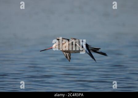 Schwarzschwanz-Godwit, Limosa limosa, alleinerziehende Erwachsene im Flug über dem Wasser. Aufgenommen Im September. Pennington Marshes, Hampshire, Großbritannien. Stockfoto