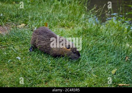 Braune Nutria am Ufer nahe dem Glan in Deutschland Stockfoto