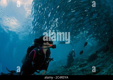 Taucher beobachtet eine massive Schule von bigeye trevallies oder Jacks, Caranx sexfasciatus, Sipadan Island, Malaysia Stockfoto