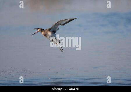 Schwarzschwanz-Godwit, Limosa limosa, Single-Adult beim Start aus der Lagune. Aufgenommen Im September. Pennington Marshes, Hampshire, Großbritannien. Stockfoto