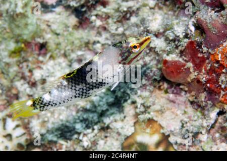 Jugendlicher Schachbrettumhüllungsring, Halichoeres hortulanus, Mabul Kapalai, Malaysia Stockfoto