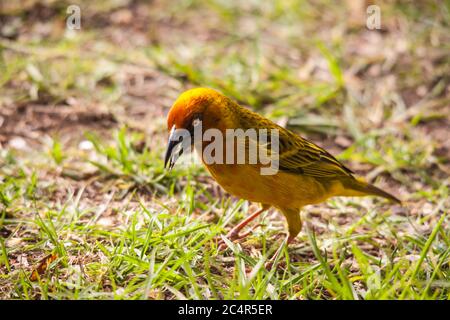 Kap Weaver Ploceus capensis 8086 Stockfoto