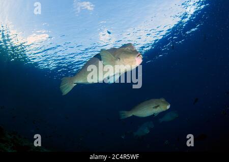 Bumphead-Papageienfisch, Bolbometopon muricatum, Sipadan Island, Malaysia Stockfoto