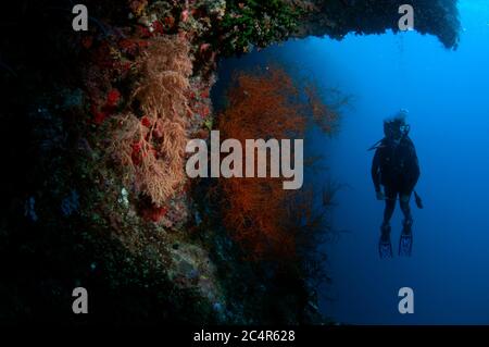Taucher beobachtet eine Kolonie von schwarzen Korallen, Antipathes sp., an einer Wand, Sipadan Island, Malaysia Stockfoto