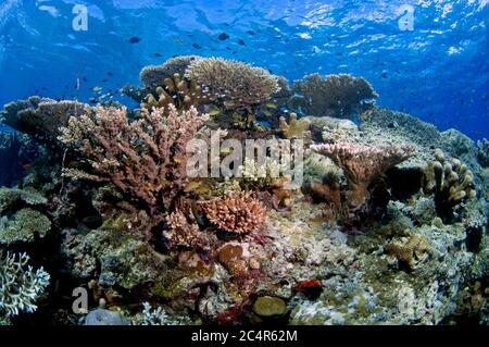 Szene eines tropischen Korallenriffs mit hoher Biodiversität, Sipadan Island, Malaysia Stockfoto