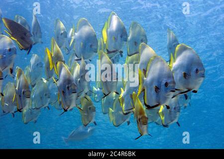 Schule des goldenen Spadfischs, Platax boersii, Sipadan Insel, Malaysia Stockfoto