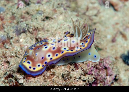 Nudibranch, Chromodoris kuniei, Mabul Kapalai, Malaysia Stockfoto