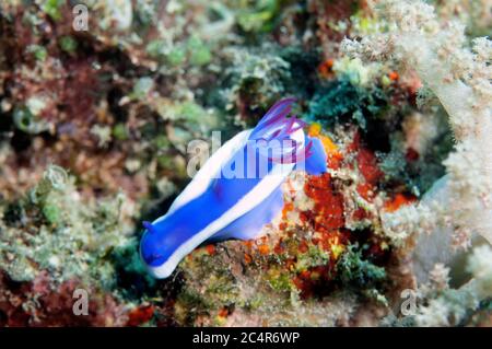 Nudibranch, Hypselodoris bullockii, Mabul Kapalai, Malaysia Stockfoto