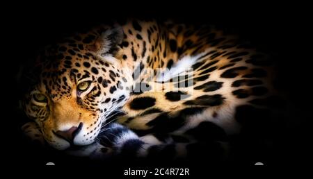 Leopard ruht in einem dramatischen, bei schlechten Lichtverhältnissen gelegenen Tierporträt mit gepunktetem Pelz vor dunklem Hintergrund. Stockfoto