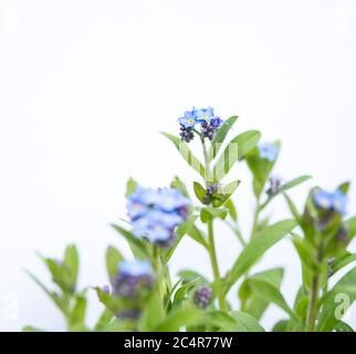 Detail der myosotis blühenden Pflanze isoliert auf weißem Hintergrund Stockfoto