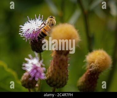 Gefleckte Knapweed, Centaurea stoebe, in Blüte und ging mit einer Honigbiene, APIs mellifera, Samen, bestäuben die hellvioletten Blüten auf einer Wiese. Stockfoto