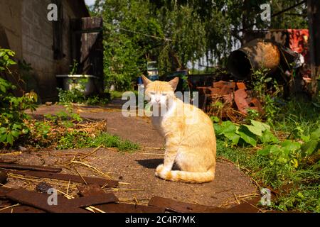 Rote Katze im Hof des Hauses im Dorf. Rote Katze Spaziergänge Sommer im Freien. Stockfoto