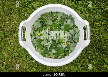 Chelidonium majus Blätter (auch bekannt:größere Zölidine, Nipplewort, Schwalbenkraut oder Tetterwort) Einweichen in Wasser, um nicht toxische Insektenabwehr zu machen. Stockfoto