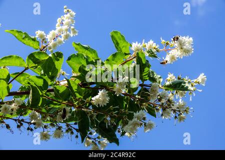 Deutzia in Blüte Stockfoto