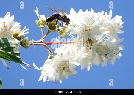 Weiße Deutzia Biene auf Blume Stockfoto