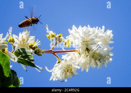 Weiße Blume Deutzia Biene fliegend zur Blüte Stockfoto
