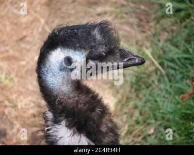 Profilportrait des Australiers EMU Dromaius novaehollandiae Stockfoto