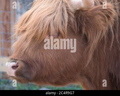 Brown Bull Hochland Rinder, Hochland Kuh, Nahaufnahme. Andere Namen Langhaarige Highland Rinder Langhaarige schottische Rinder Nordhochland Rinder Schottische Stockfoto