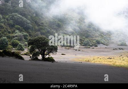 Einsamer Baum in einer nebligen und nebligen Landschaft, Costa Rica, Irazu Vulkan Nationalpark, provinz cartago, Mittelamerika, 3432 Meter hoch Stockfoto