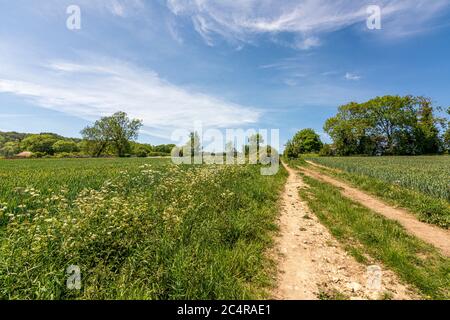 Der Monarch's Way Long Distance Path führt in der Nähe des Michelgrove Parks in der Nähe von Patching, im South Downs National Park, West Sussex, England, Großbritannien. Stockfoto