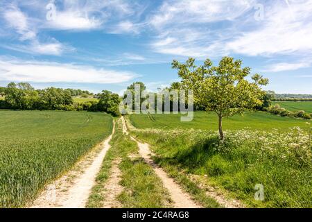 Der Monarch's Way Long Distance Path führt in der Nähe des Michelgrove Parks in der Nähe von Patching, im South Downs National Park, West Sussex, England, Großbritannien. Stockfoto