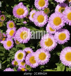 Nahaufnahme von sonnenbeschienenen rosa und gelben Seaside Daisy Flowers Seaside Daisy, (Erigeron glaucus) im Frühling in England, Großbritannien Stockfoto