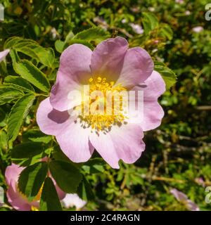 Nahaufnahme einer sonnendurchfluteten, schönen, rosa Wildhundrose (Rosa Canina) Blume im Mai, England, Großbritannien. Stockfoto