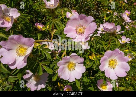 Nahaufnahme von sonnenbeschienenen, schönen, rosa Wildhundrosen (Rosa Canina) Blüten in Heckenbude im Mai, England, Großbritannien. Stockfoto