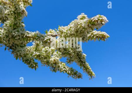 Weiße Frühlingsblüten bedecken Zweige des Pyracantha Firethorn gegen klaren tiefblauen Himmel im Mai, England, Großbritannien Stockfoto