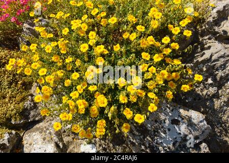 Gelbe Blüten der Gemeinen Steinrose (Helianthemum nummularium) wächst in Gartenrocken, England, Großbritannien. Stockfoto