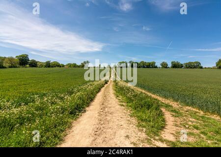 Der Monarch's Way Long Distance Path führt in der Nähe des Michelgrove Parks in der Nähe von Patching, im South Downs National Park, West Sussex, England, Großbritannien. Stockfoto