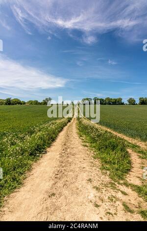 Der Monarch's Way Long Distance Path führt in der Nähe des Michelgrove Parks in der Nähe von Patching, im South Downs National Park, West Sussex, England, Großbritannien. Stockfoto