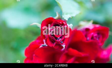 Nahaufnahme der roten Rose mit Wassertropfen. Symbol der Liebe. Stockfoto