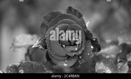 Nahaufnahme der Rose mit Wassertropfen in schwarz-weiß. Symbol für Trauer und Trauer. Stockfoto