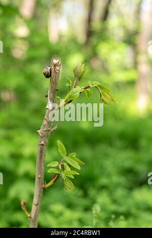 Schnecke auf einem Baumzweig im Wald Stockfoto