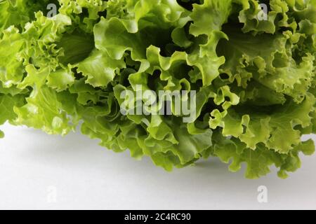 Frischer grüner Salat auf weißem Hintergrund. Reifer grüner Kopfsalat. Draufsicht. Selektiver Fokus. Copyspace. Stockfoto