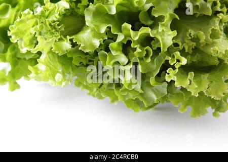 Frischer grüner Salat auf weißem Hintergrund. Reifer grüner Kopfsalat. Draufsicht. Selektiver Fokus. Copyspace. Stockfoto