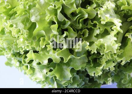 Frischer grüner Salat auf weißem Hintergrund. Reifer grüner Kopfsalat. Draufsicht. Selektiver Fokus. Copyspace. Stockfoto