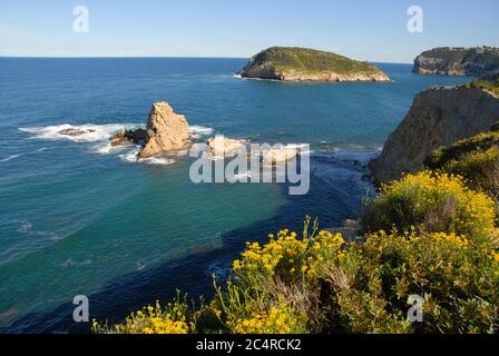 Küstenansicht mit gelben Wildblumen im Frühling, auf die Insel Portichol von der Landzunge Cap Prim, Javea, Provinz Alicante, Spanien Stockfoto