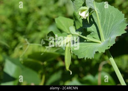 PEA Sugar Ann, Bio-Zuckerrohrschoten, die auf der Rebe reifen, bereit zur Ernte Stockfoto