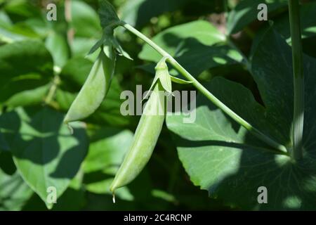 PEA Sugar Ann, Bio-Zuckerrohrschoten, die auf der Rebe reifen, bereit zur Ernte Stockfoto