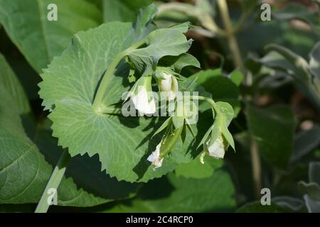 PEA Sugar Ann, Bio-Zuckerrohrschoten, die auf der Rebe reifen, bereit zur Ernte Stockfoto