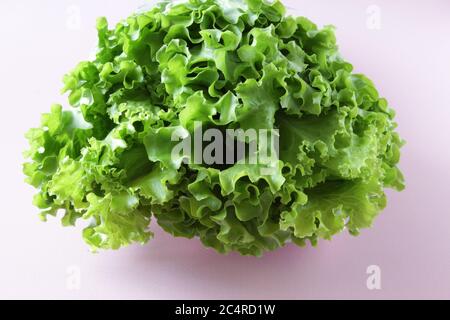 Frischer grüner Salat auf rosa Hintergrund. Reifer grüner Kopfsalat. Draufsicht. Selektiver Fokus. Stockfoto