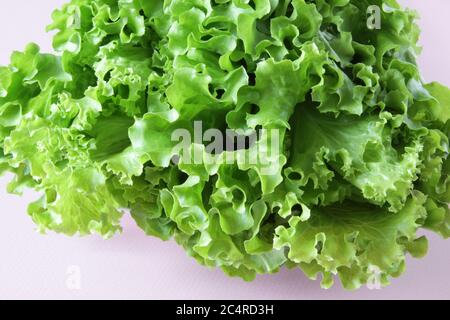 Frischer grüner Salat auf rosa Hintergrund. Reifer grüner Kopfsalat. Draufsicht. Selektiver Fokus. Stockfoto