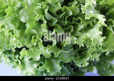 Frischer grüner Salat auf blauem Hintergrund. Reifer grüner Kopfsalat. Draufsicht. Selektiver Fokus. Stockfoto