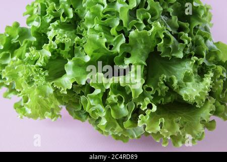 Frischer grüner Salat auf rosa Hintergrund. Reifer grüner Kopfsalat. Draufsicht. Selektiver Fokus. Stockfoto