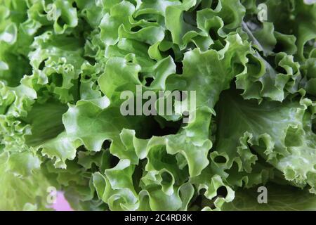 Frischer grüner Salat auf rosa Hintergrund. Reifer grüner Kopfsalat. Draufsicht. Selektiver Fokus. Stockfoto