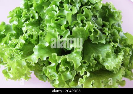 Frischer grüner Salat auf rosa Hintergrund. Reifer grüner Kopfsalat. Draufsicht. Selektiver Fokus. Stockfoto