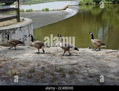 Vier Kanadagänse (Branta canadensis) versammeln sich an einem See in Trap Pond, Laurel, DE. Stockfoto